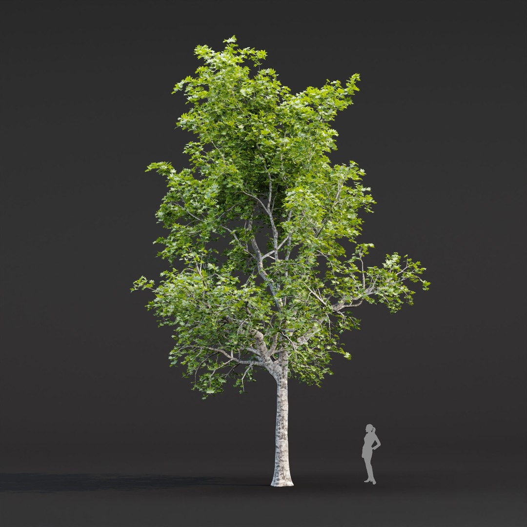 Trees 3D Model – Realistic Collection for Games and Archviz, FBX, OBJ - View 4