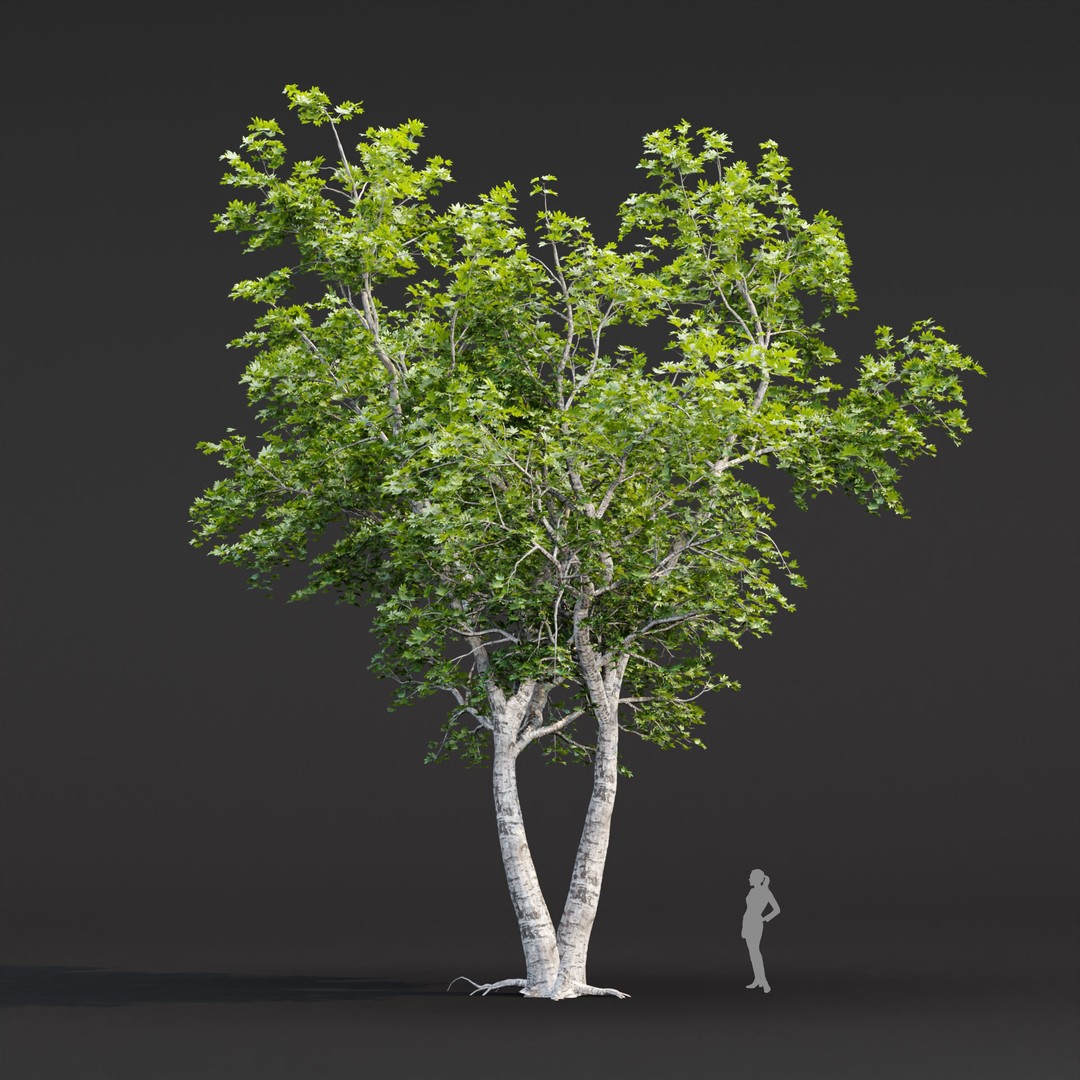 Trees 3D Model – Realistic Collection for Games and Archviz, FBX, OBJ - View 5
