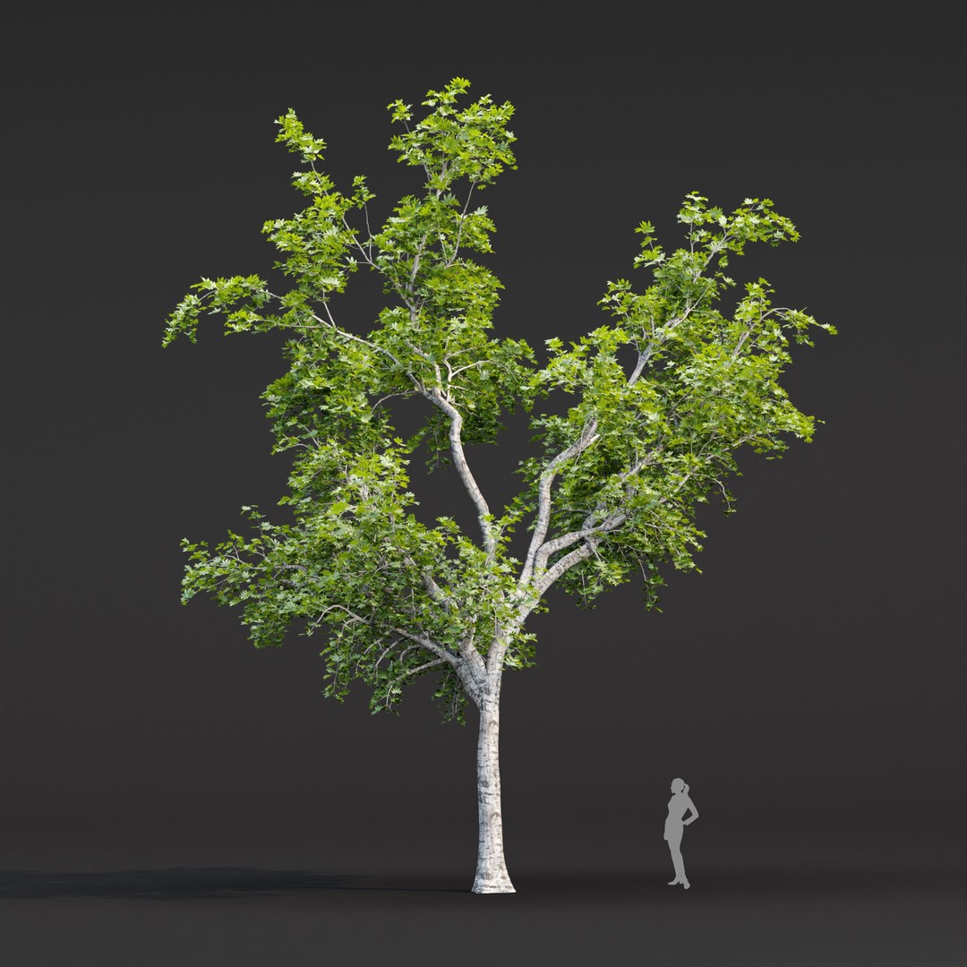 Trees 3D Model – Realistic Collection for Games and Archviz, FBX, OBJ - View 6