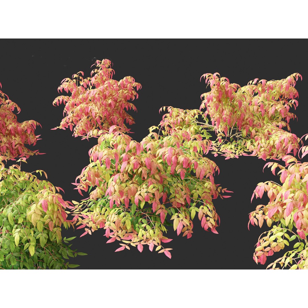 Nandina Pygmaea 3D Model – Dwarf Sacred Bamboo, PBR, FBX