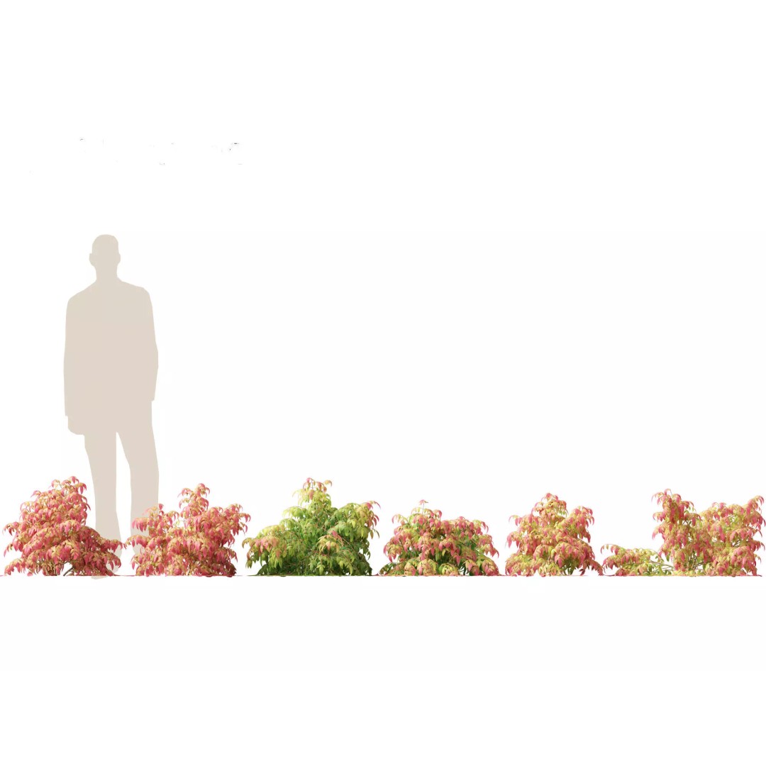 Nandina Pygmaea 3D Model – Dwarf Sacred Bamboo, PBR, FBX - View 2