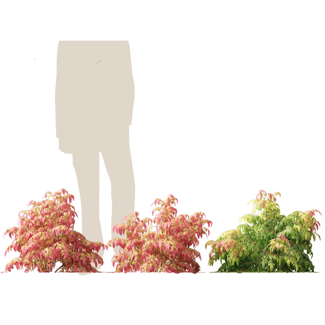 Nandina Pygmaea 3D Model – Dwarf Sacred Bamboo, PBR, FBX - View 4