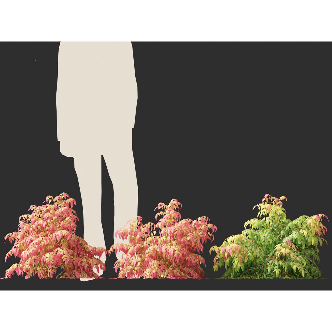 Nandina Pygmaea 3D Model – Dwarf Sacred Bamboo, PBR, FBX - View 5