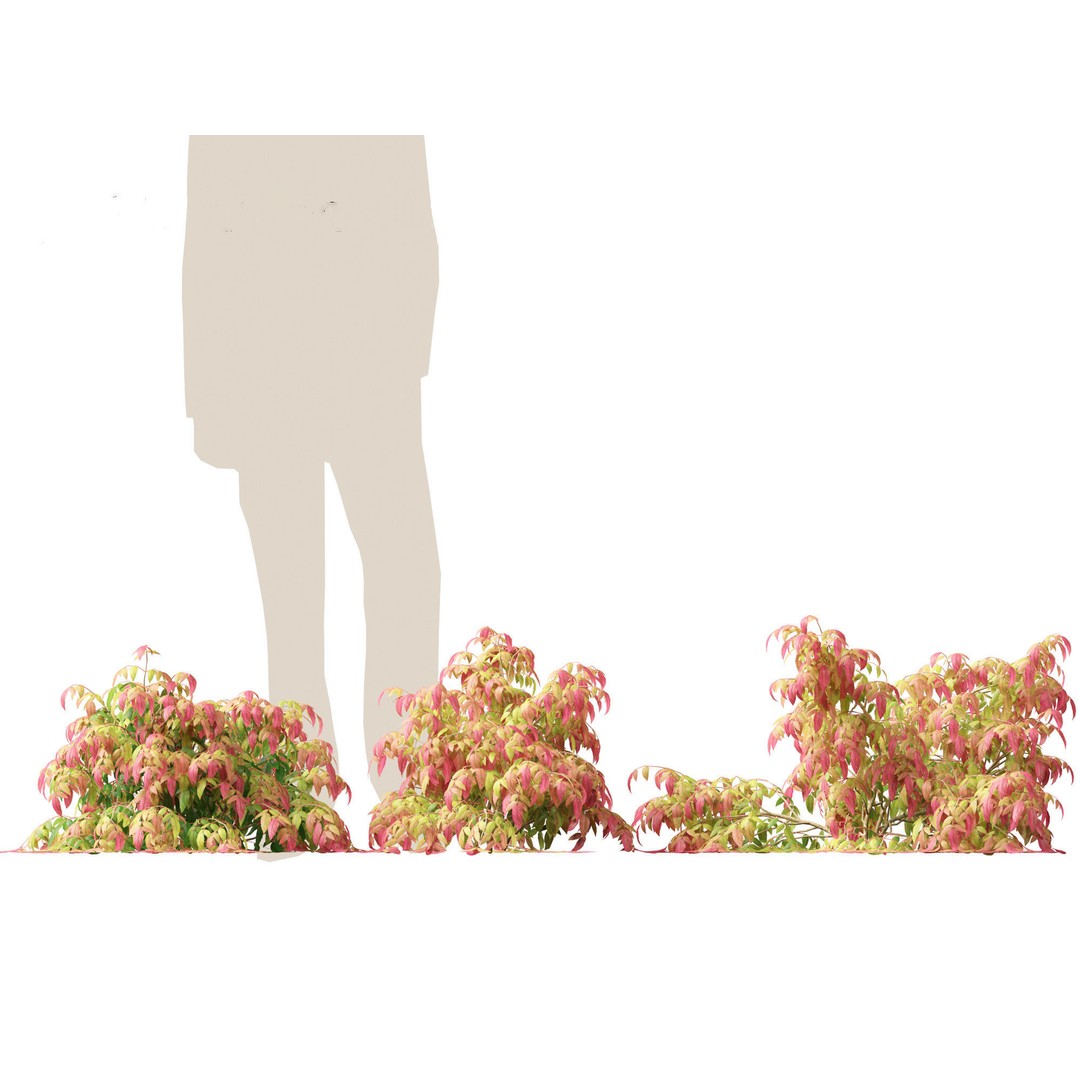 Nandina Pygmaea 3D Model – Dwarf Sacred Bamboo, PBR, FBX - View 6