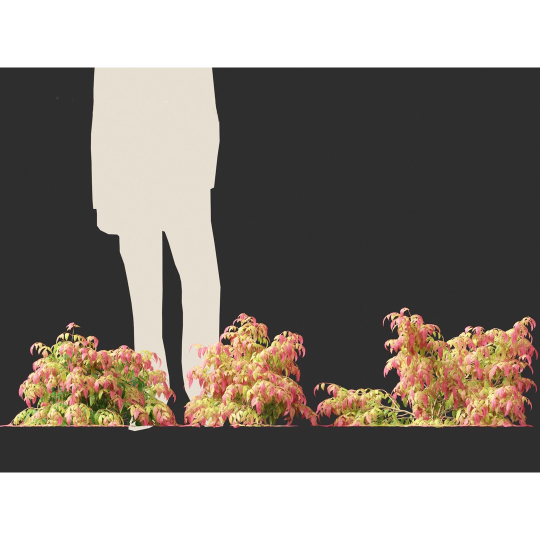 Nandina Pygmaea 3D Model – Dwarf Sacred Bamboo, PBR, FBX - View 7