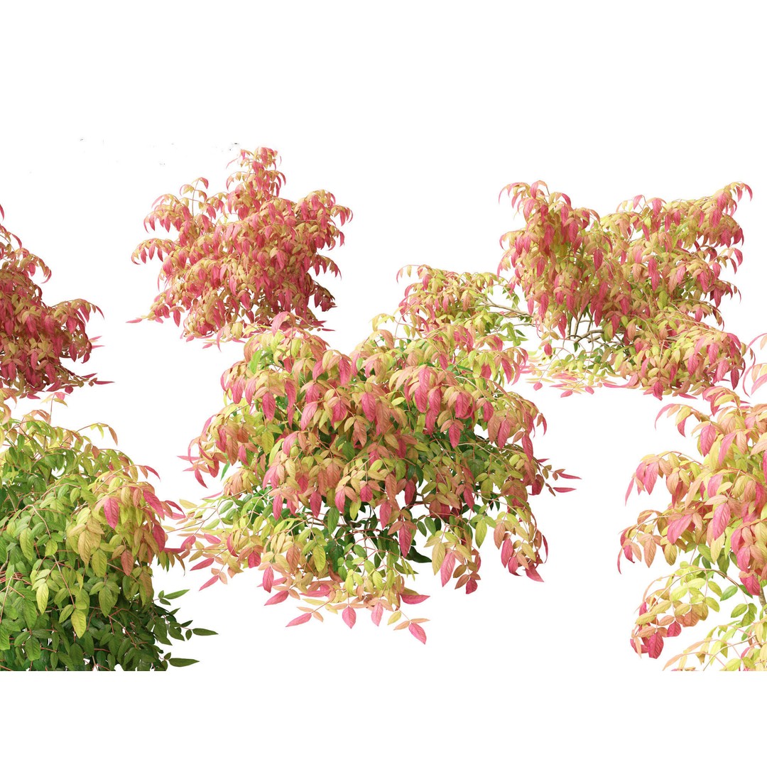 Nandina Pygmaea 3D Model – Dwarf Sacred Bamboo, PBR, FBX - View 8