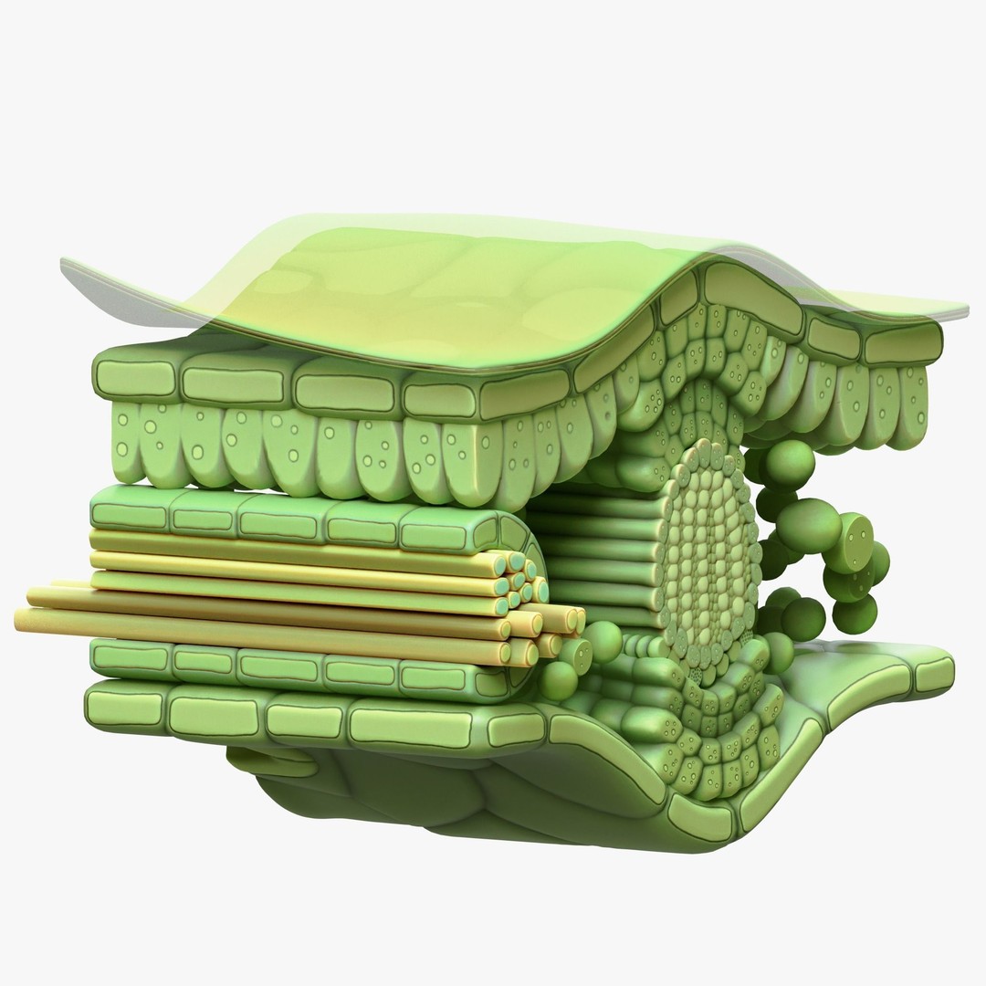 Leaf Anatomy Layers 3D Model – High Poly PBR Asset, OBJ FBX STL - View 11