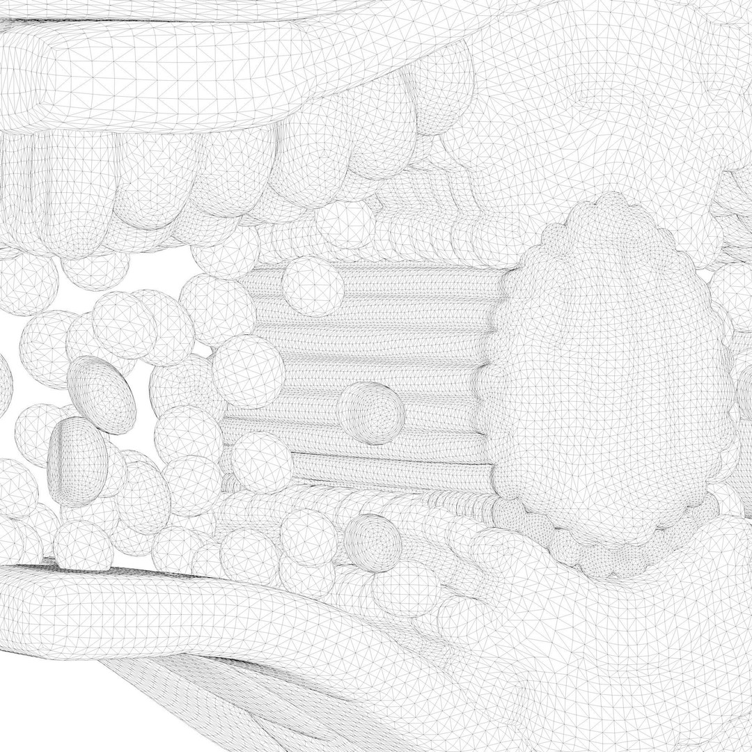Leaf Anatomy Layers 3D Model – High Poly PBR Asset, OBJ FBX STL - View 14