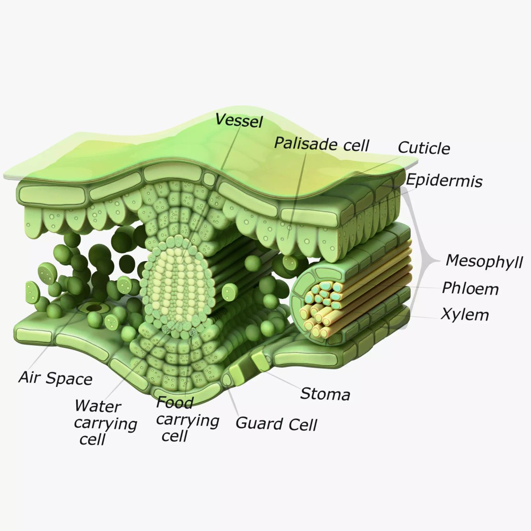 Leaf Anatomy Layers 3D Model – High Poly PBR Asset, OBJ FBX STL - View 2