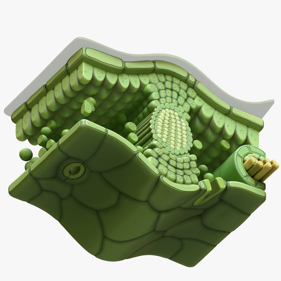 Leaf Anatomy Layers 3D Model – High Poly PBR Asset, OBJ FBX STL - View 4