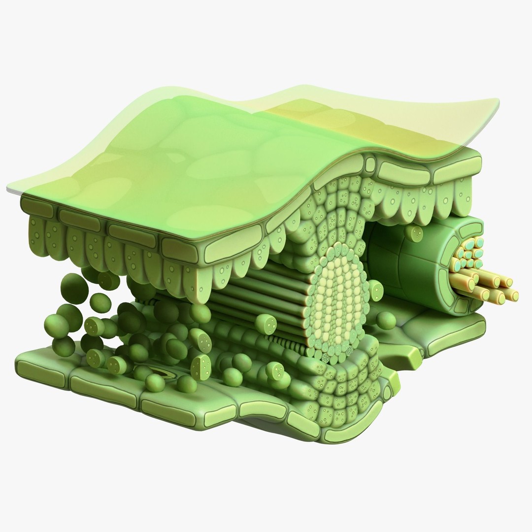Leaf Anatomy Layers 3D Model – High Poly PBR Asset, OBJ FBX STL - View 5