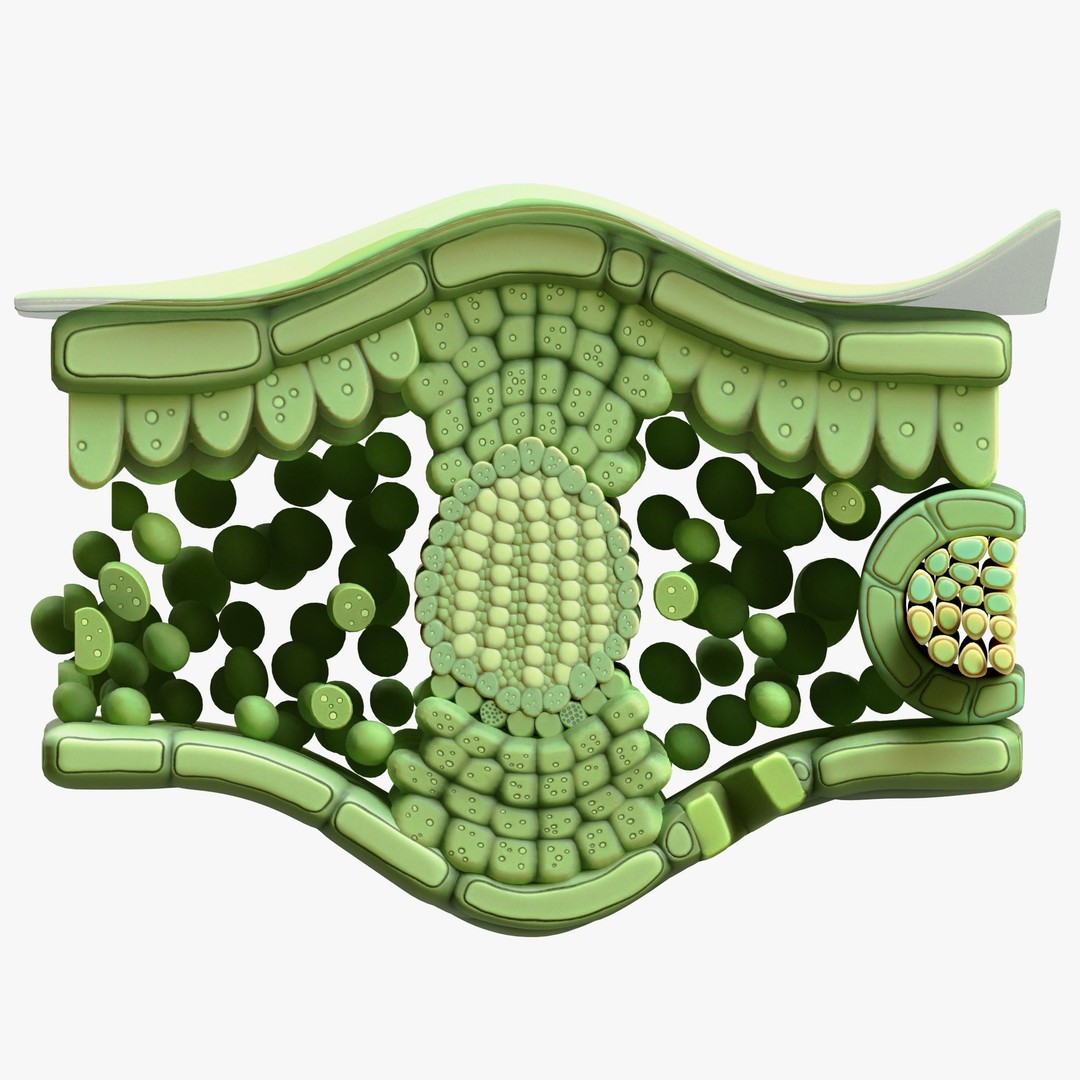Leaf Anatomy Layers 3D Model – High Poly PBR Asset, OBJ FBX STL - View 6
