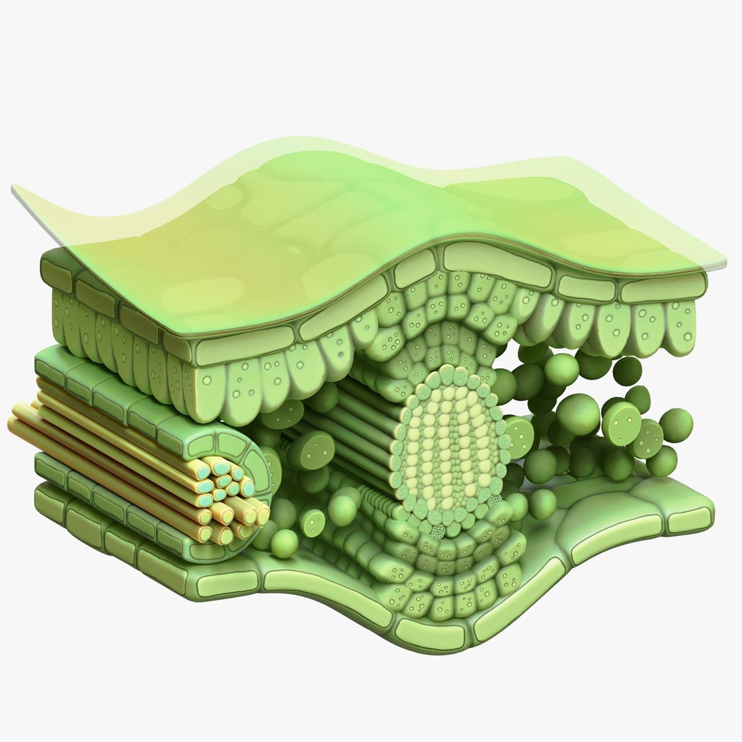 Leaf Anatomy Layers 3D Model – High Poly PBR Asset, OBJ FBX STL - View 7