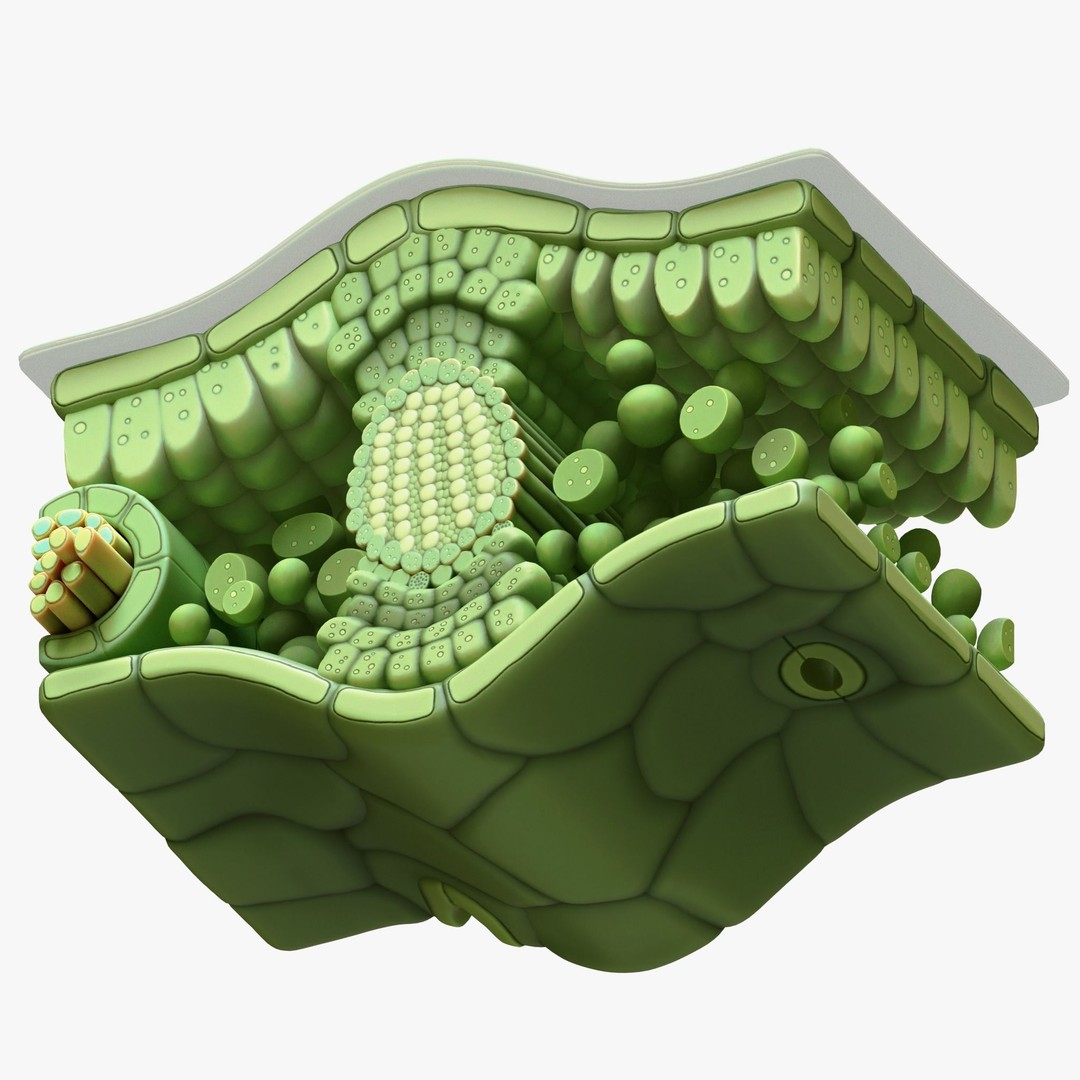 Leaf Anatomy Layers 3D Model – High Poly PBR Asset, OBJ FBX STL - View 9