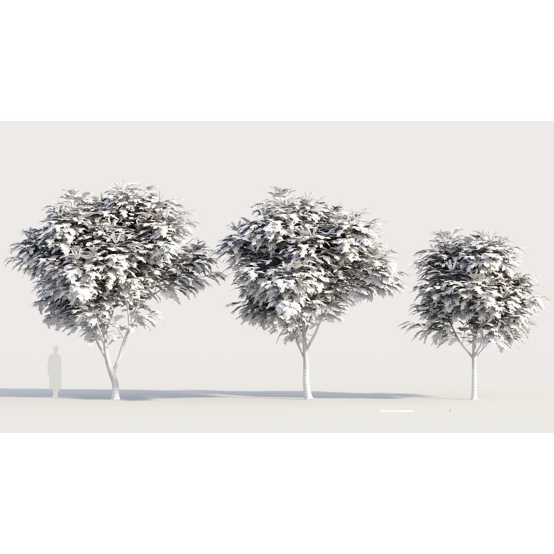 Grevillea Edelfeltii 3D Model – High Poly Tree Asset, FBX, OBJ