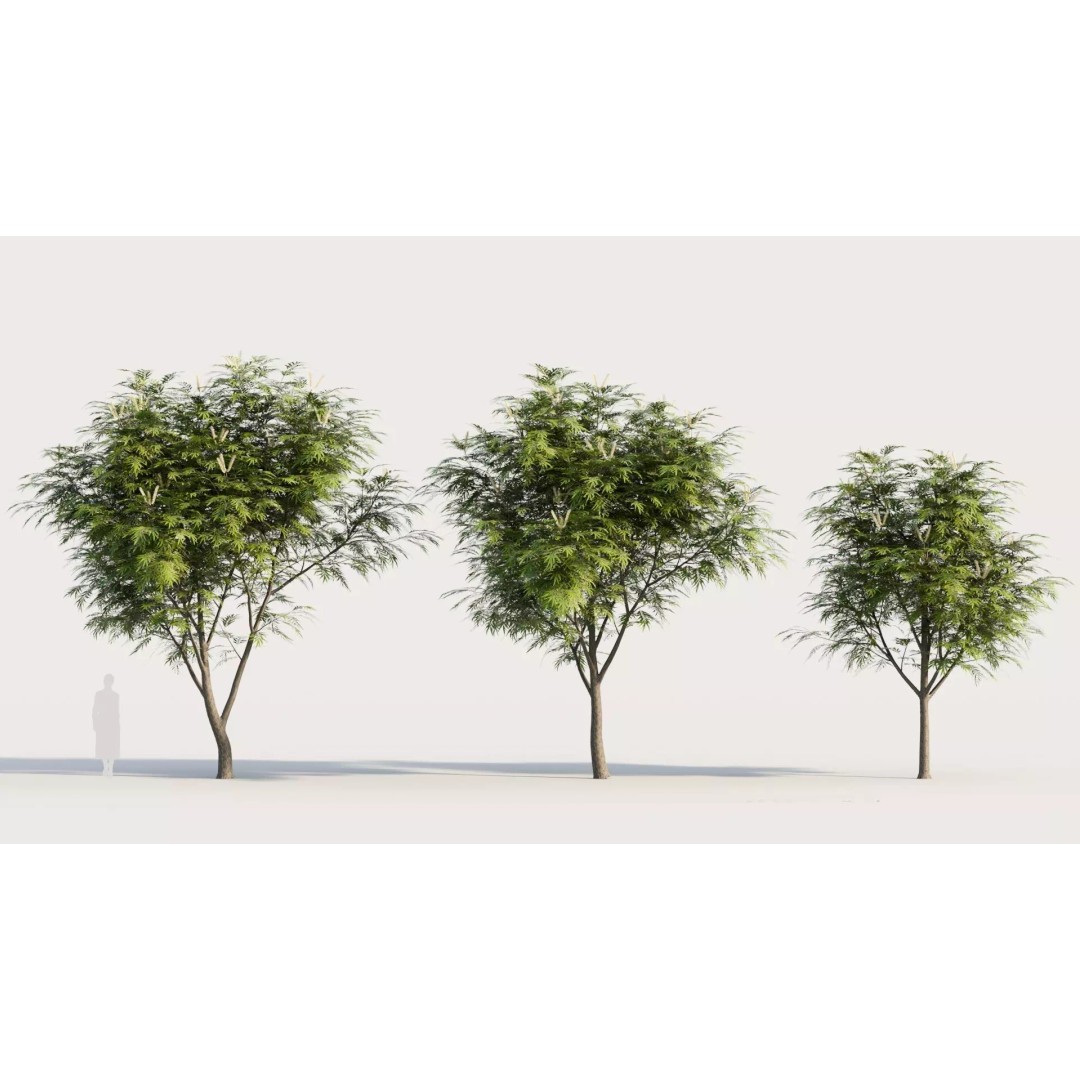 Grevillea Edelfeltii 3D Model – High Poly Tree Asset, FBX, OBJ - View 2
