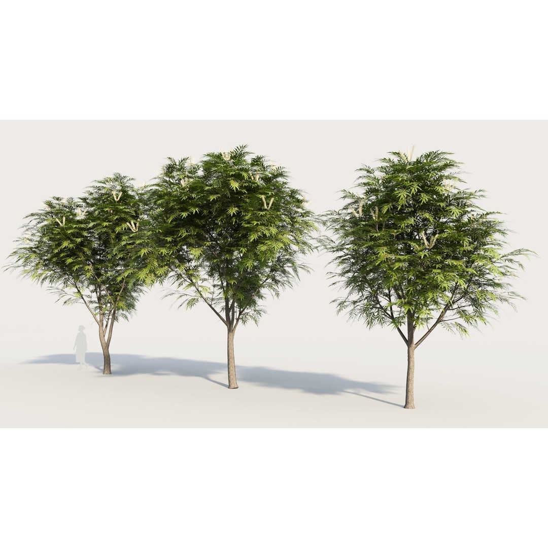 Grevillea Edelfeltii 3D Model – High Poly Tree Asset, FBX, OBJ - View 3