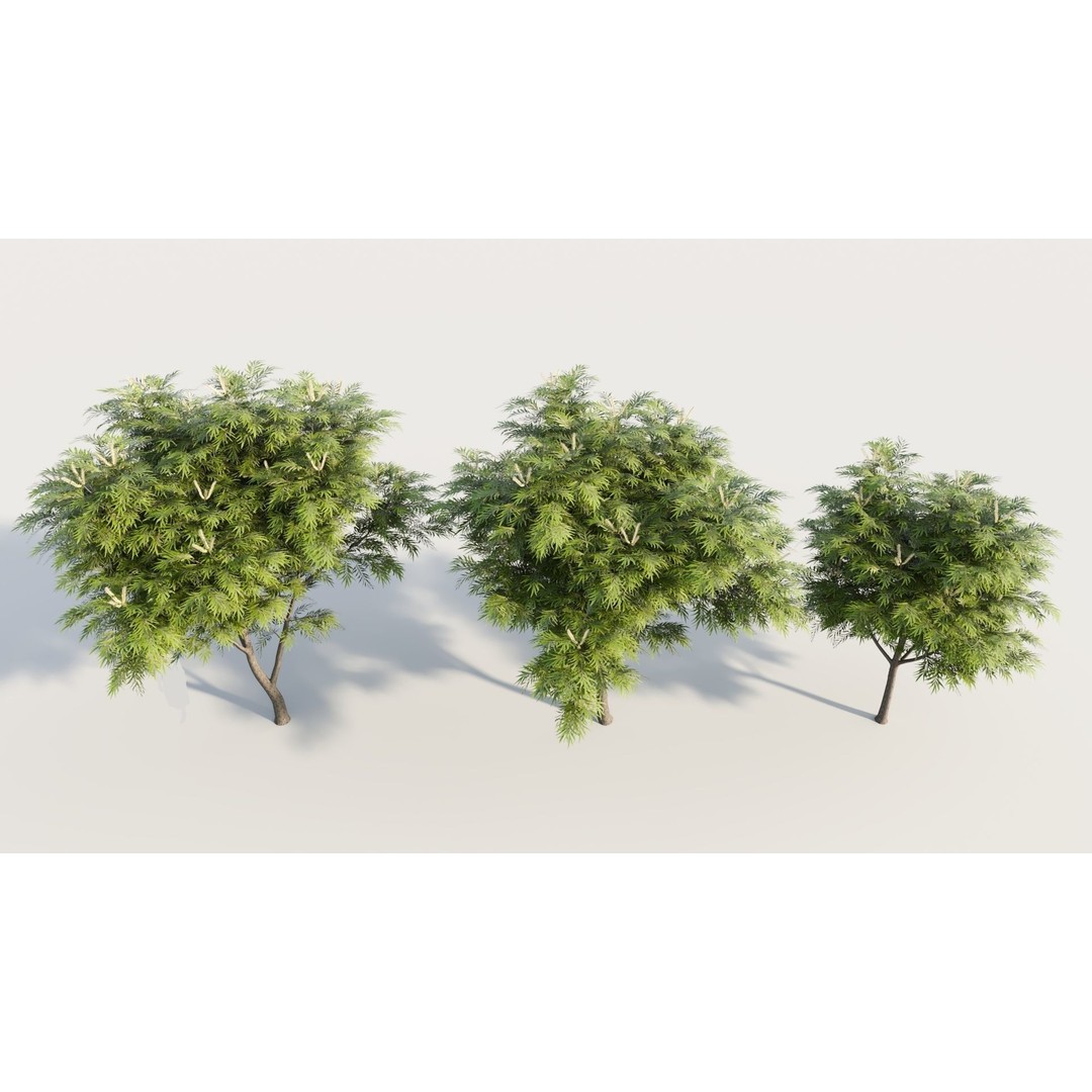 Grevillea Edelfeltii 3D Model – High Poly Tree Asset, FBX, OBJ - View 4