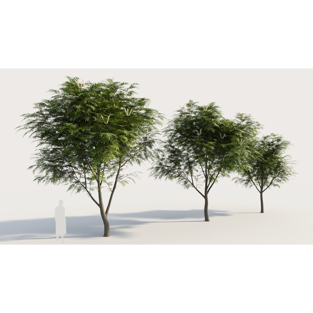 Grevillea Edelfeltii 3D Model – High Poly Tree Asset, FBX, OBJ - View 5
