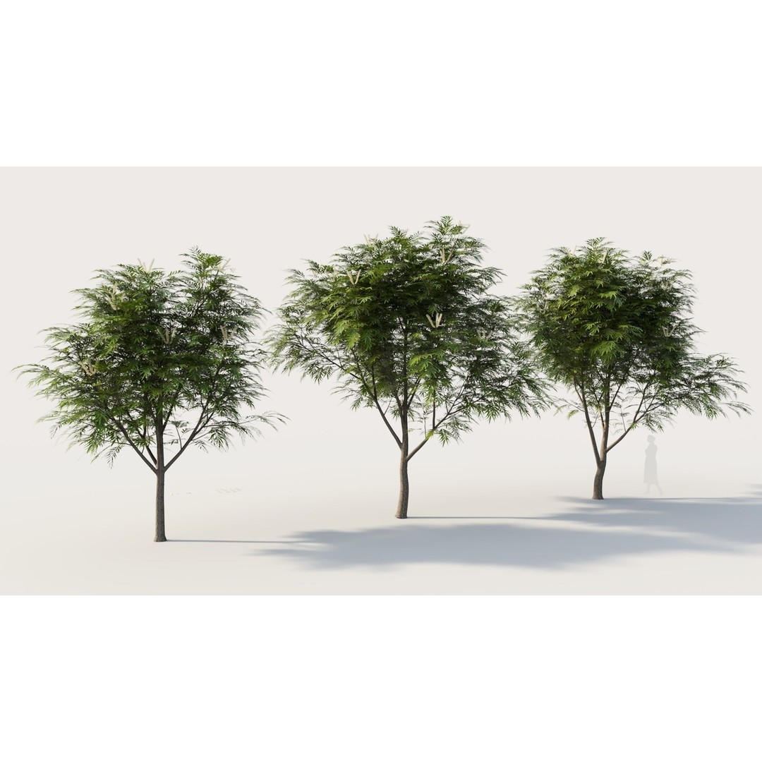 Grevillea Edelfeltii 3D Model – High Poly Tree Asset, FBX, OBJ - View 6