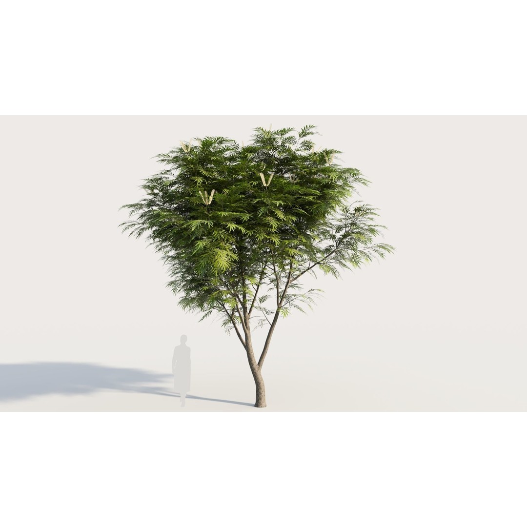 Grevillea Edelfeltii 3D Model – High Poly Tree Asset, FBX, OBJ - View 7