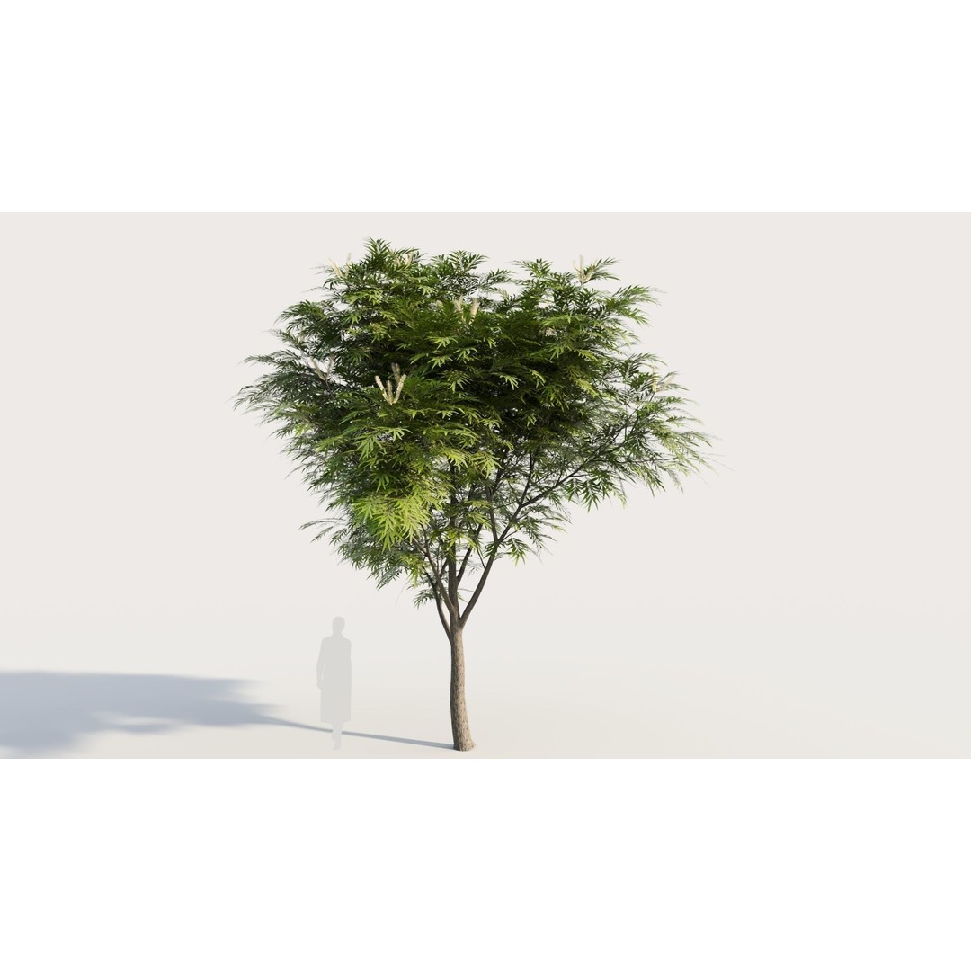Grevillea Edelfeltii 3D Model – High Poly Tree Asset, FBX, OBJ - View 8