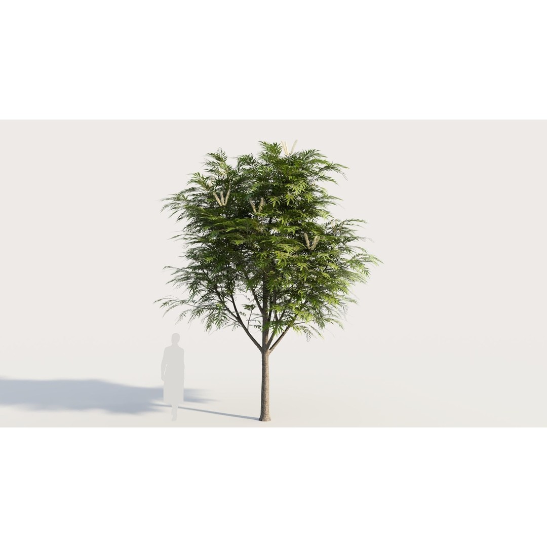 Grevillea Edelfeltii 3D Model – High Poly Tree Asset, FBX, OBJ - View 9