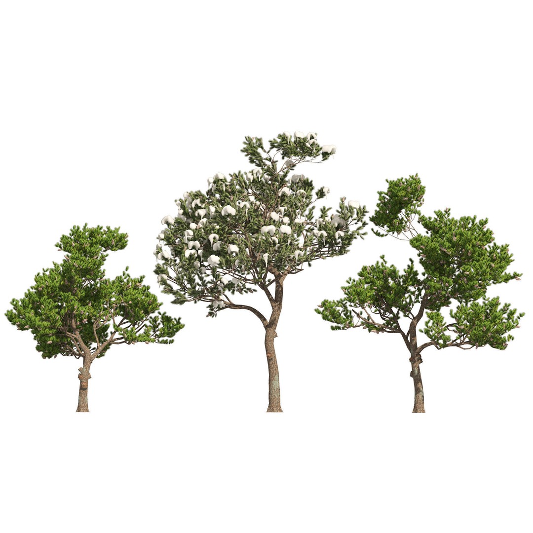 Conifer 3D Model Pack – High-Quality Trees for Archviz & Games - View 11