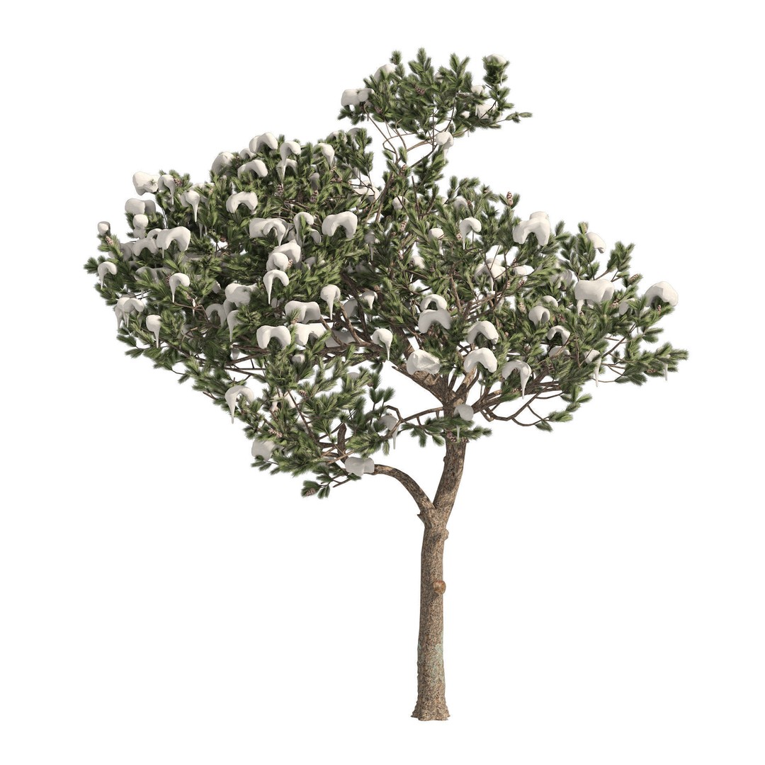 Conifer 3D Model Pack – High-Quality Trees for Archviz & Games - View 12