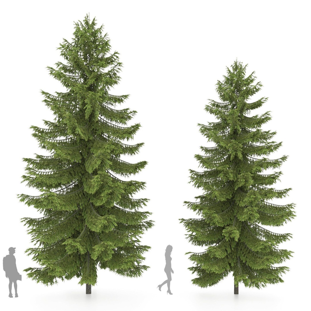 Conifer 3D Model Pack – High-Quality Trees for Archviz & Games - View 13