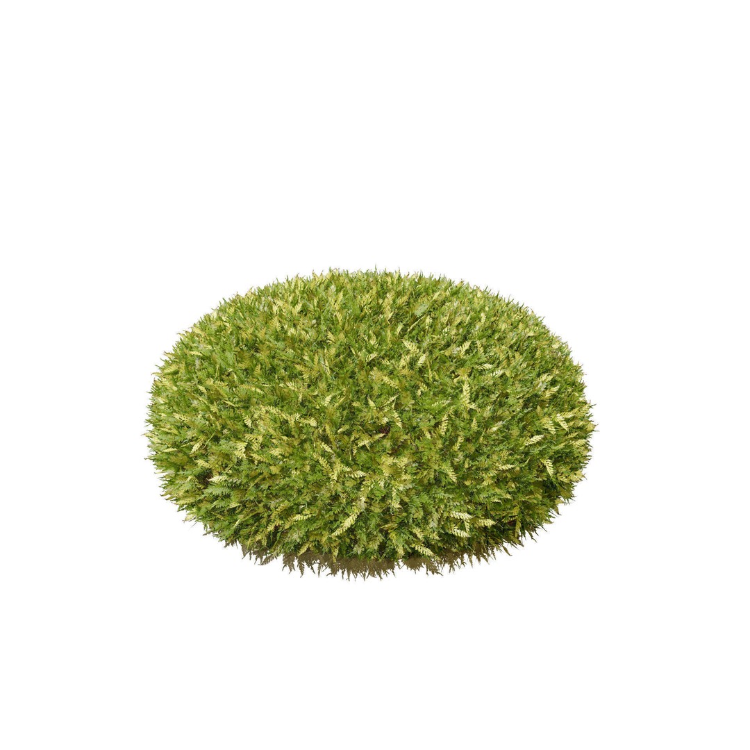 Conifer 3D Model Pack – High-Quality Trees for Archviz & Games - View 20