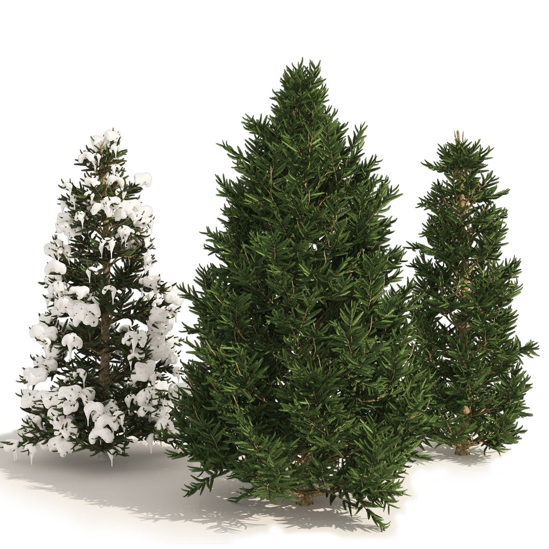 Conifer 3D Model Pack – High-Quality Trees for Archviz & Games - View 22