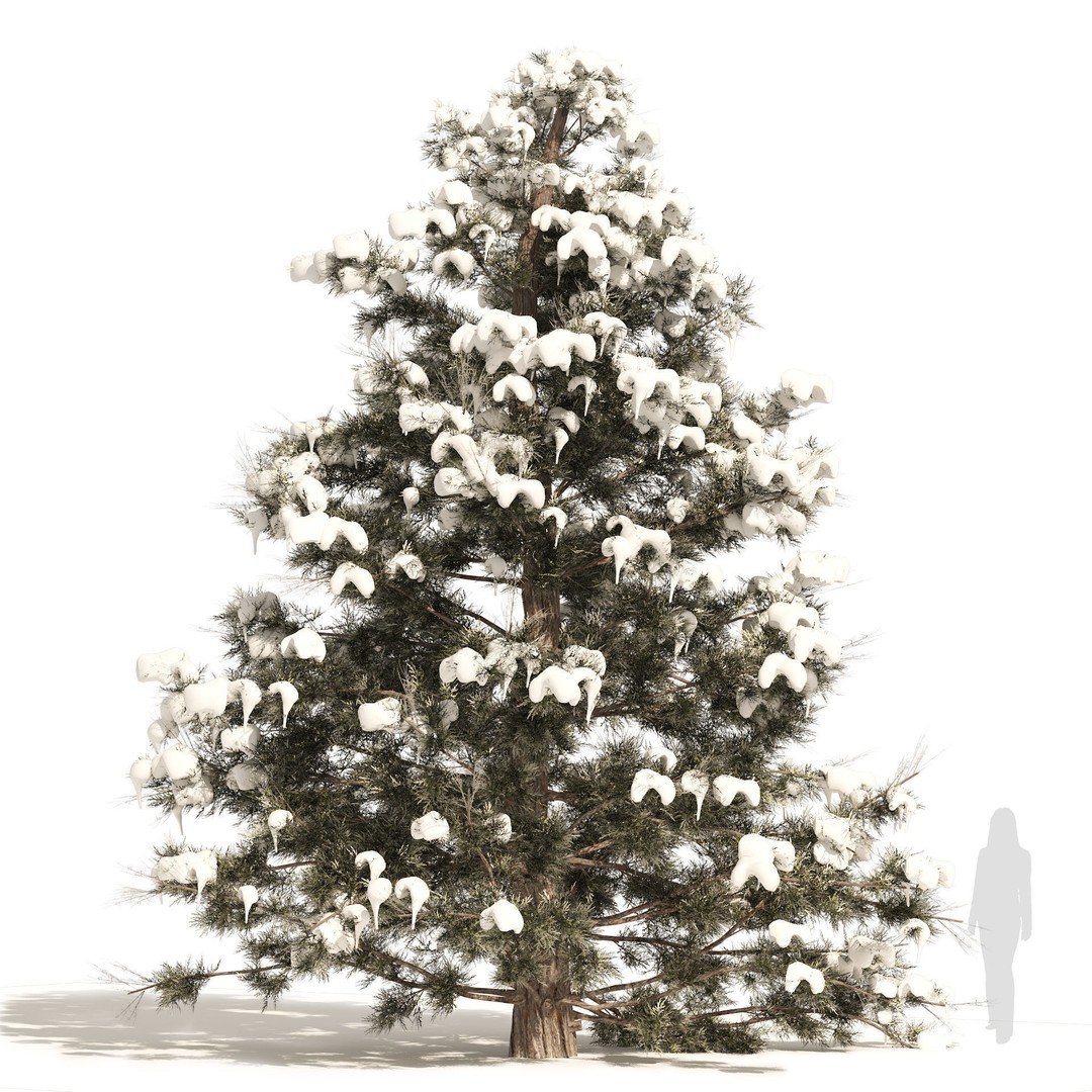 Conifer 3D Model Pack – High-Quality Trees for Archviz & Games - View 23