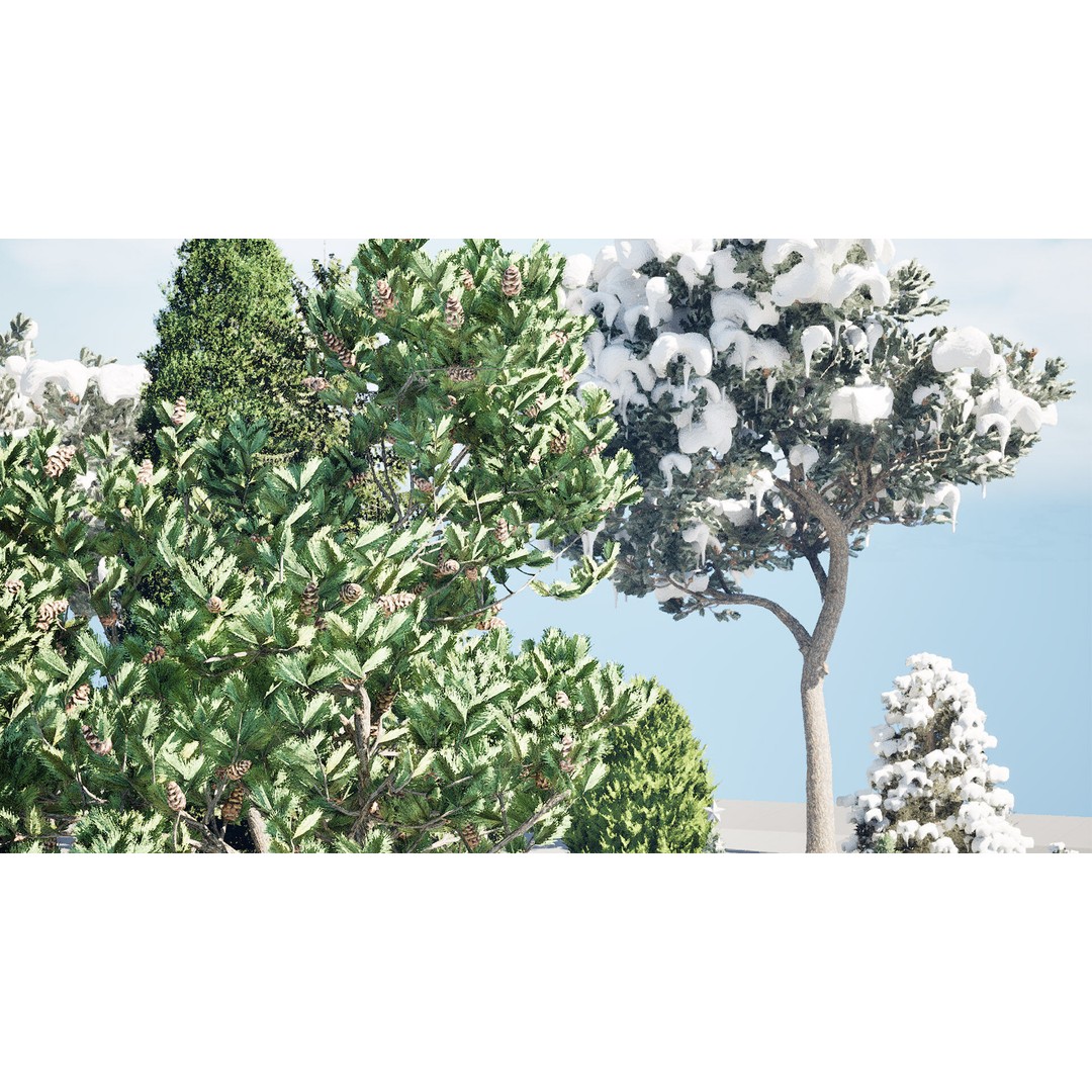 Conifer 3D Model Pack – High-Quality Trees for Archviz & Games - View 4