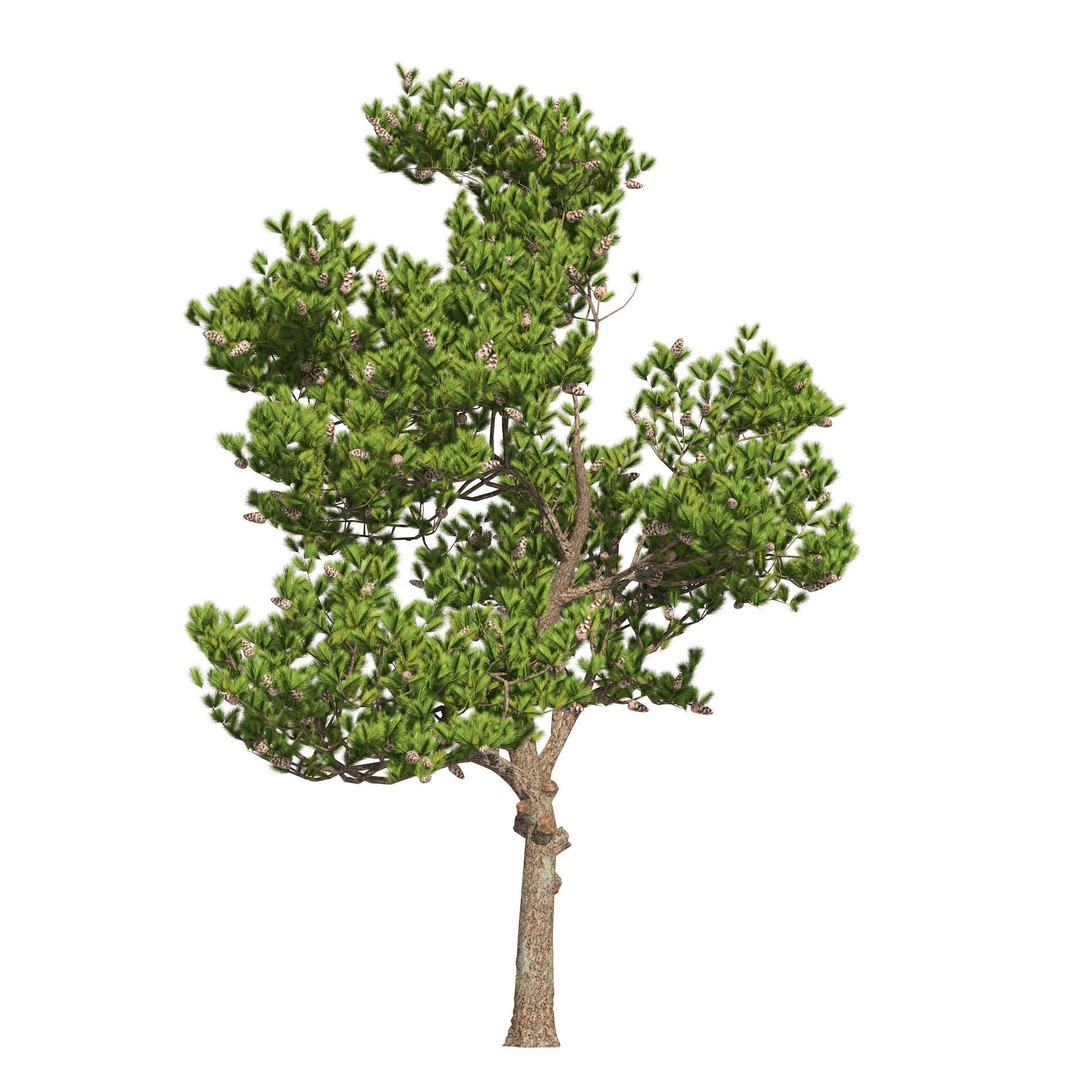 Conifer 3D Model Pack – High-Quality Trees for Archviz & Games - View 9
