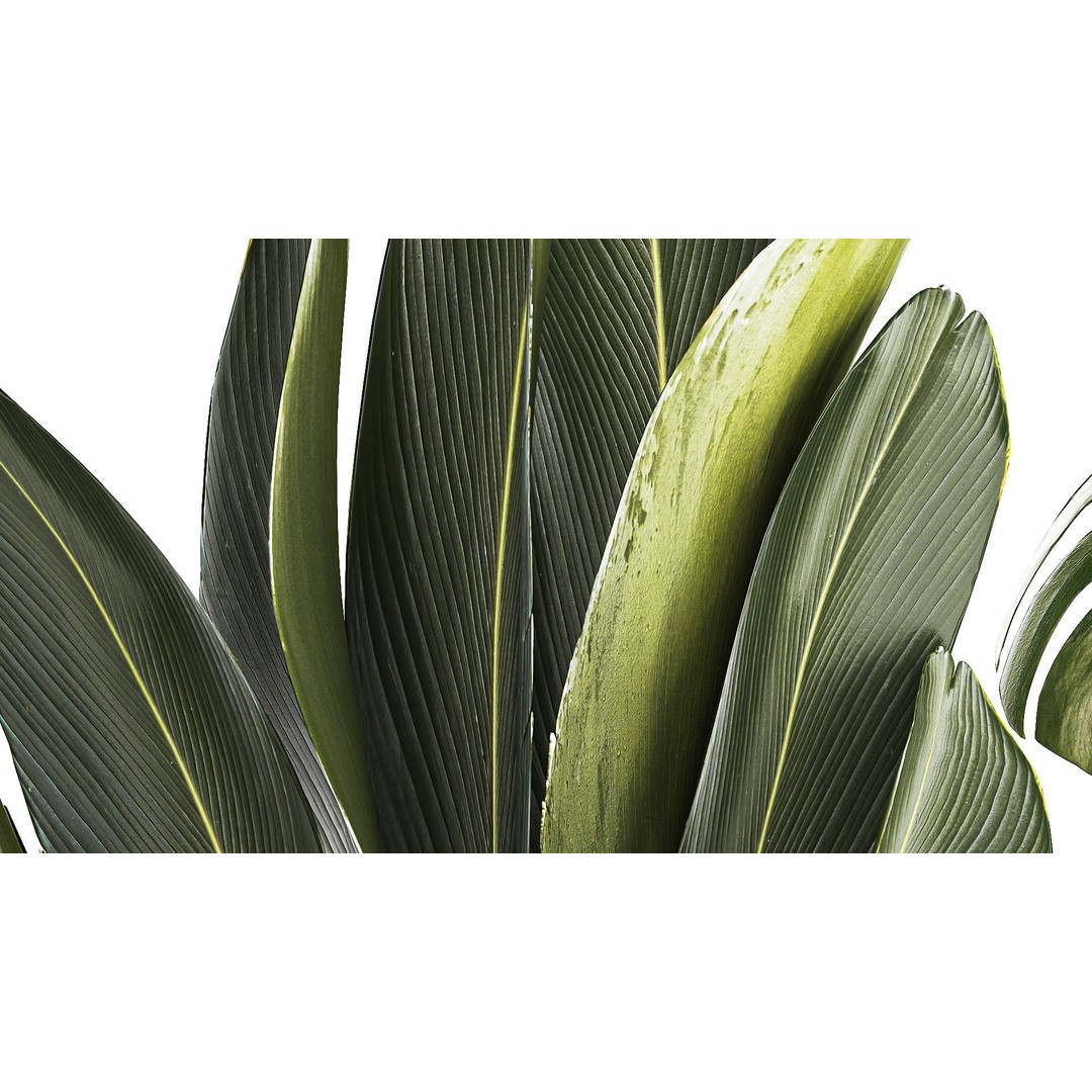 Tropical Plants 3D Model – Stylish Indoor & Outdoor Decor, FBX - View 10