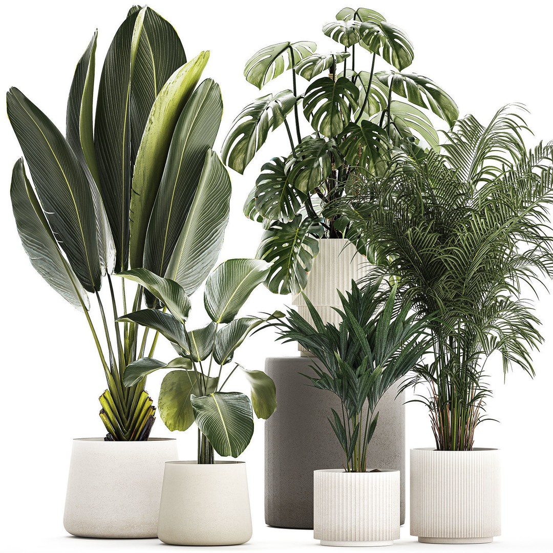 Tropical Plants 3D Model – Stylish Indoor & Outdoor Decor, FBX - View 11