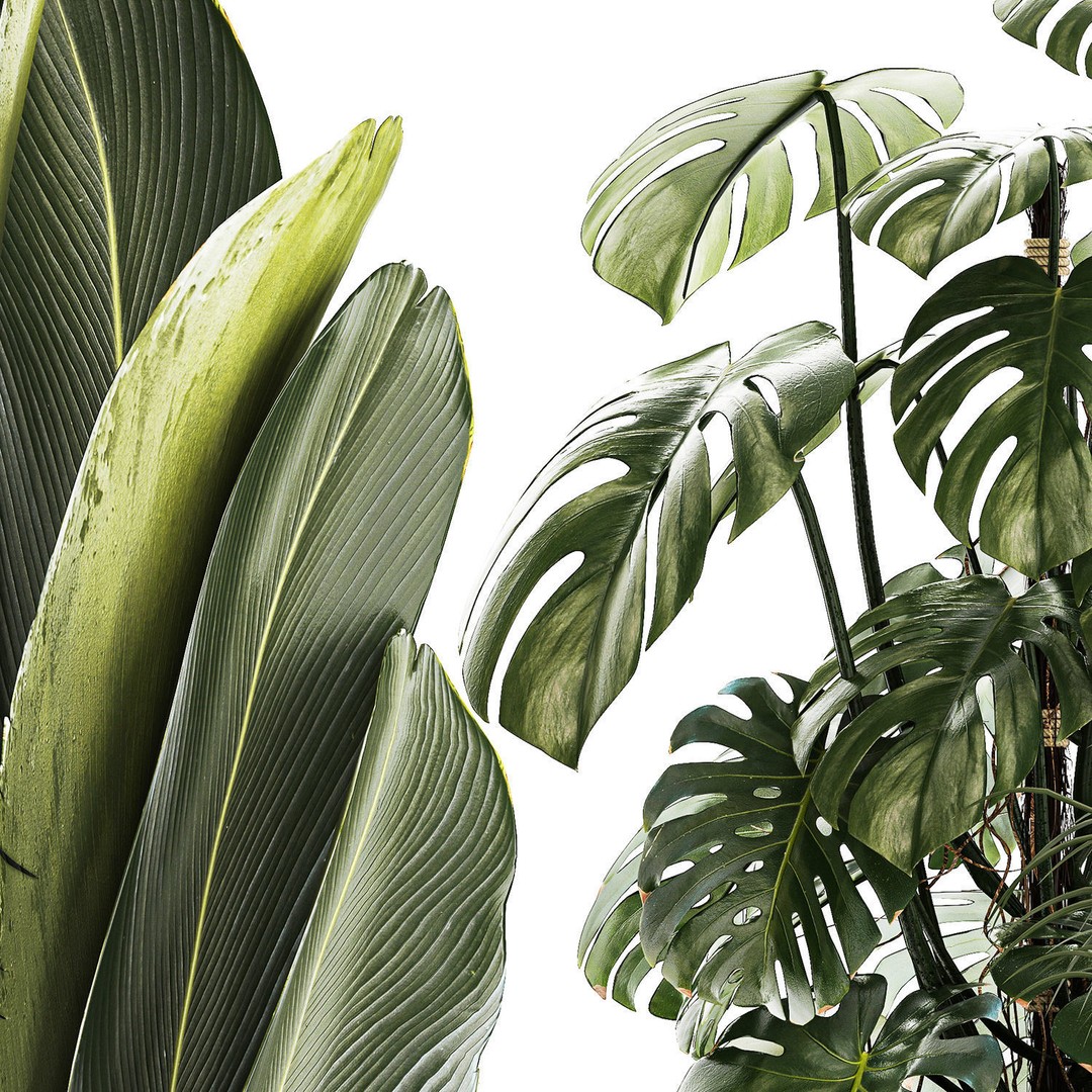 Tropical Plants 3D Model – Stylish Indoor & Outdoor Decor, FBX - View 16