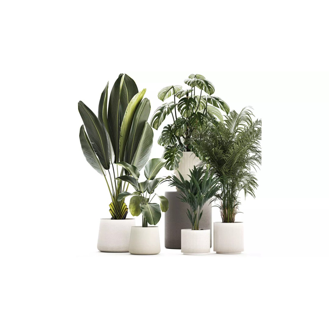 Tropical Plants 3D Model – Stylish Indoor & Outdoor Decor, FBX - View 2