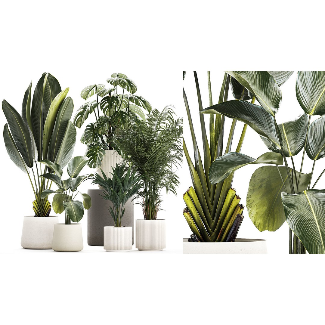 Tropical Plants 3D Model – Stylish Indoor & Outdoor Decor, FBX - View 3
