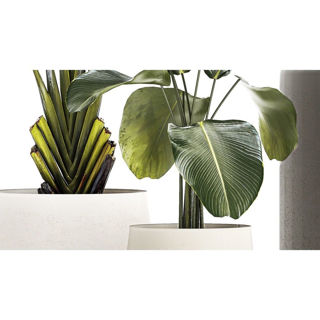 Tropical Plants 3D Model – Stylish Indoor & Outdoor Decor, FBX - View 7