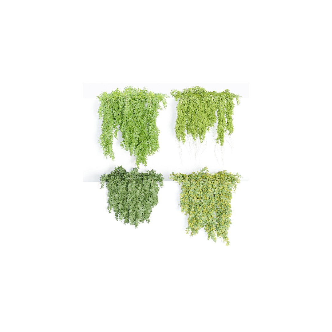 Hanging Wall Plants 3D Model – Blender Collection, PBR Textures - View 10