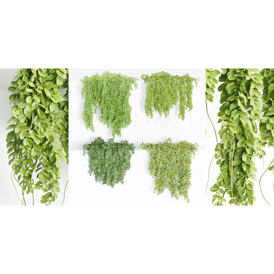 Hanging Wall Plants 3D Model – Blender Collection, PBR Textures - View 2