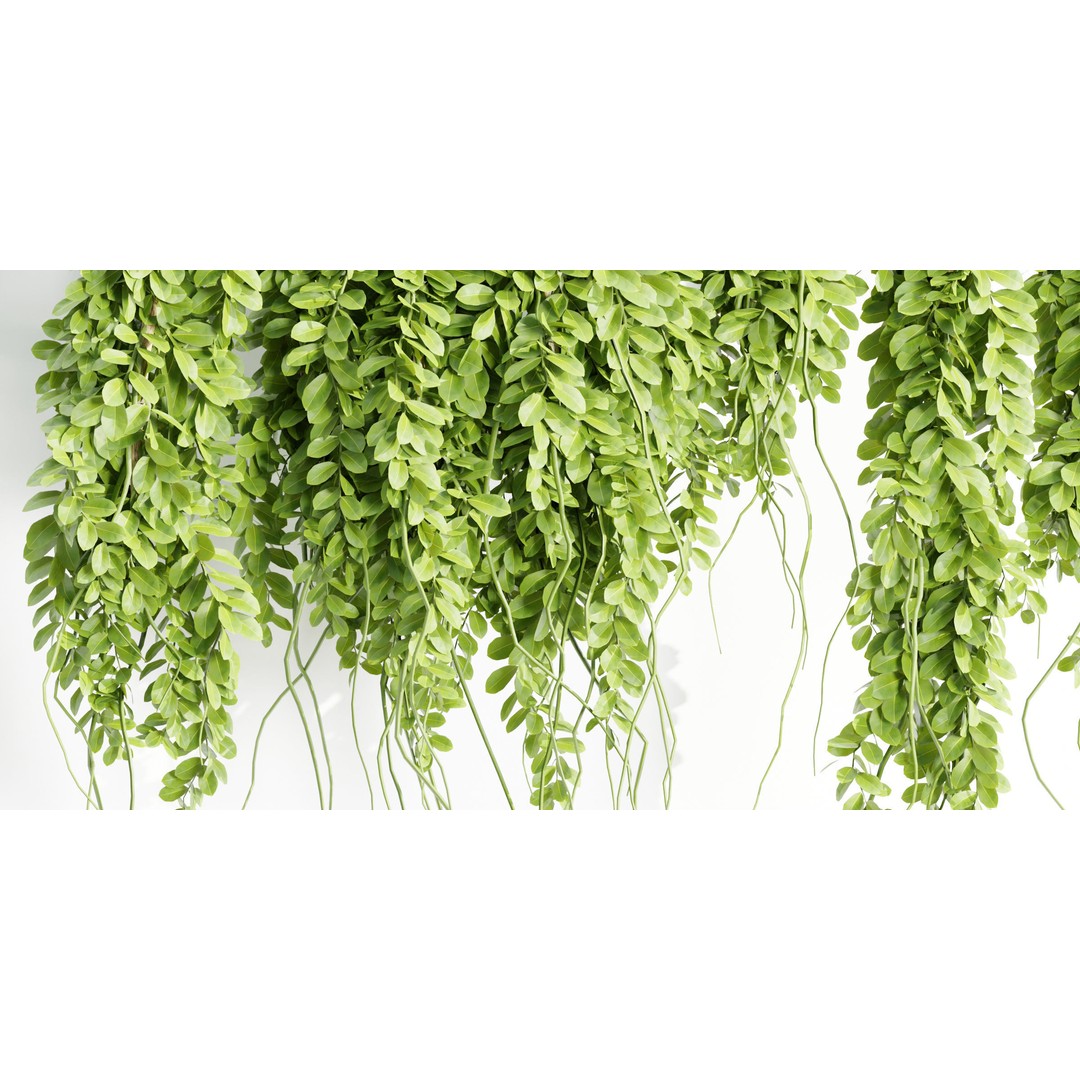 Hanging Wall Plants 3D Model – Blender Collection, PBR Textures - View 3