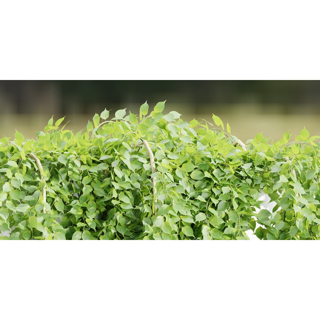 Hanging Wall Plants 3D Model – Blender Collection, PBR Textures - View 4