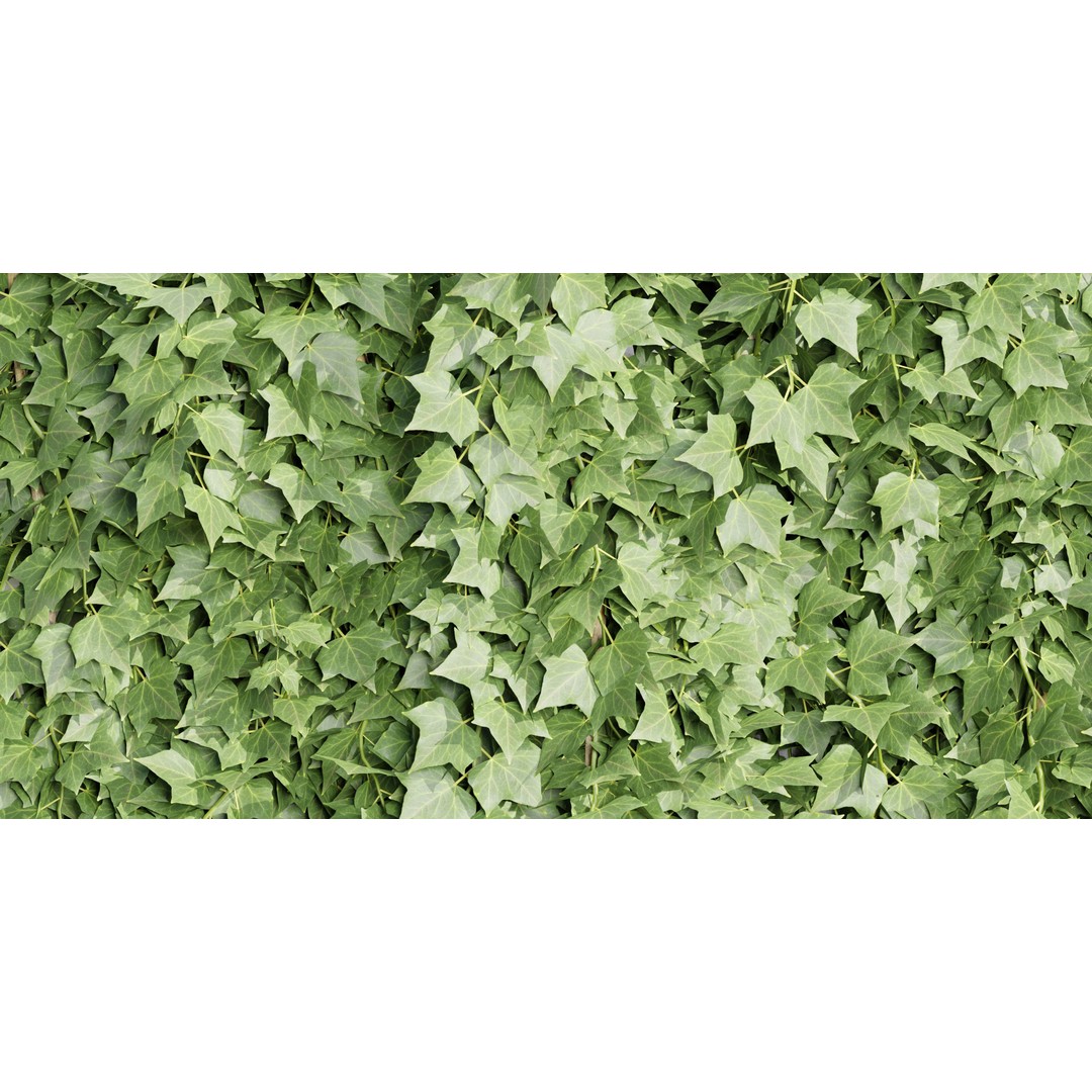 Hanging Wall Plants 3D Model – Blender Collection, PBR Textures - View 5
