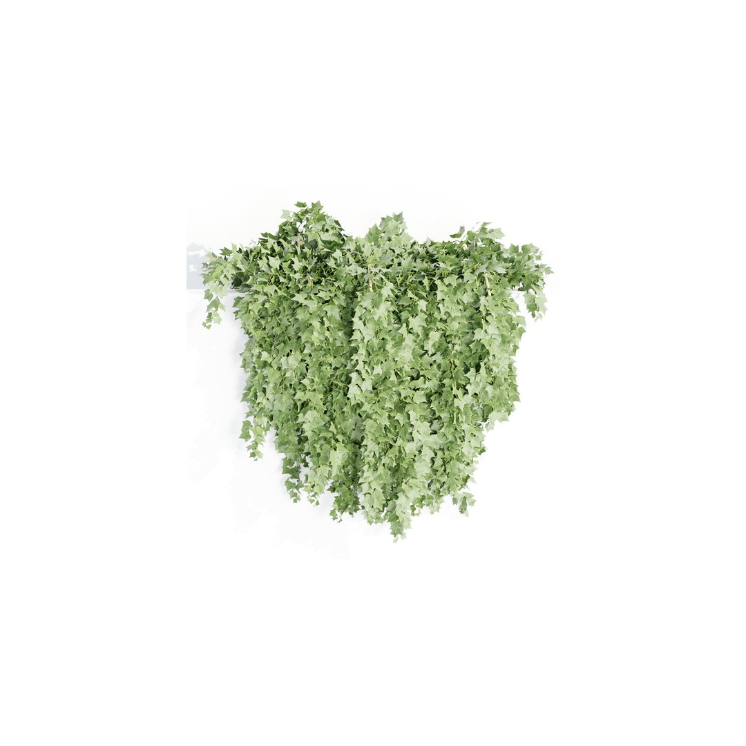 Hanging Wall Plants 3D Model – Blender Collection, PBR Textures - View 6
