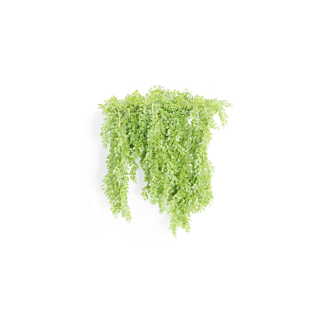 Hanging Wall Plants 3D Model – Blender Collection, PBR Textures - View 7