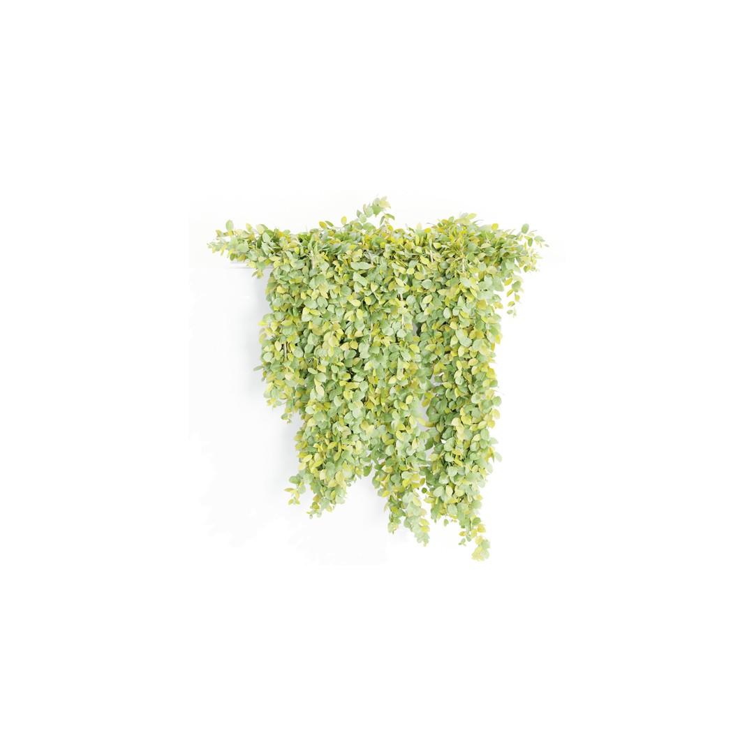 Hanging Wall Plants 3D Model – Blender Collection, PBR Textures - View 9