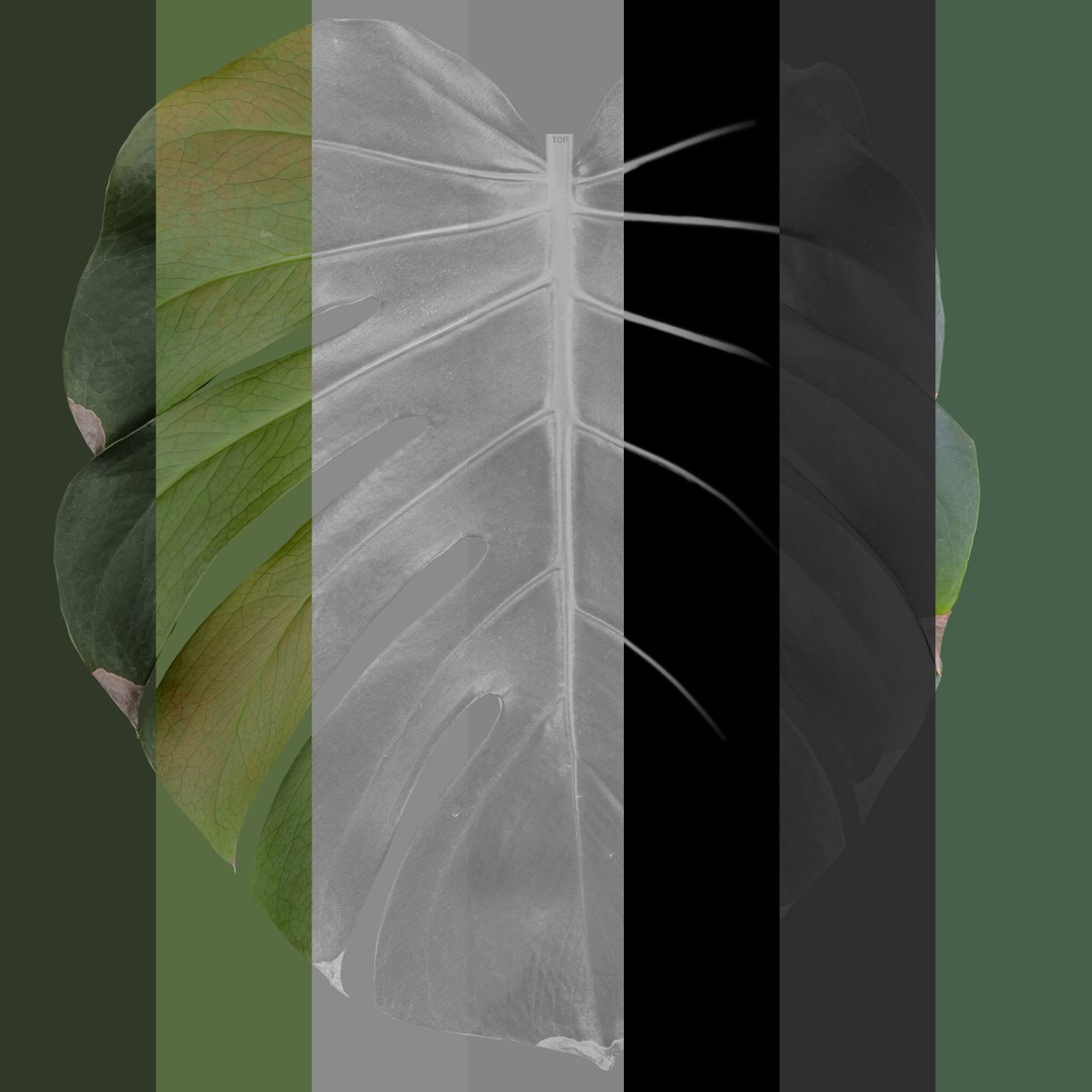 Monstera Deliciosa 3D Model – High Poly Pot Plant, FBX, PBR - View 10
